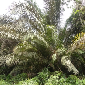 Pierre-Olivier Albano Raphia hookeri