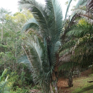 Pierre-Olivier Albano Attalea brejinhoensis