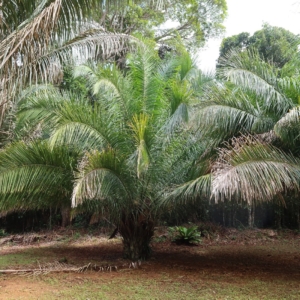 Pierre-Olivier Albano Attalea dubia