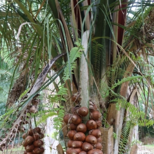 Pierre-Olivier Albano Attalea geraensis