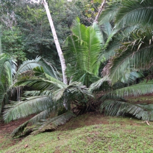 Pierre-Olivier Albano Attalea humilis