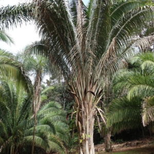 Pierre-Olivier Albano Attalea seabrensis