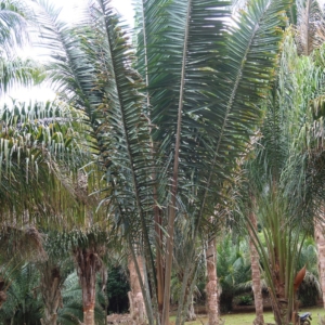 Pierre-Olivier Albano Attalea tessmannii