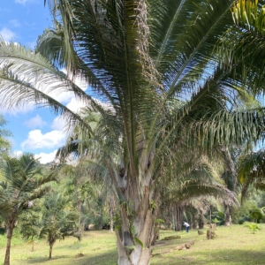 Pierre-Olivier Albano Attalea vitrivir