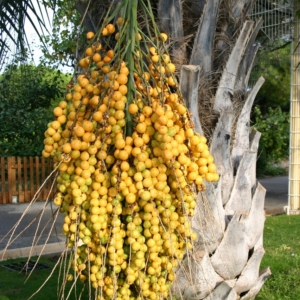 Pierre Olivier Albano Butia odorata fruit