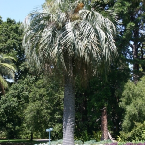Pierre Olivier Albano Butia odorata