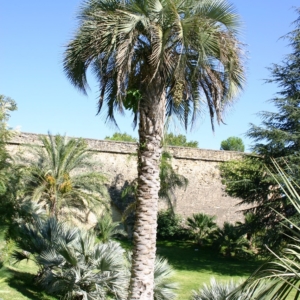 Pierre Olivier Albano Butia yatay 2