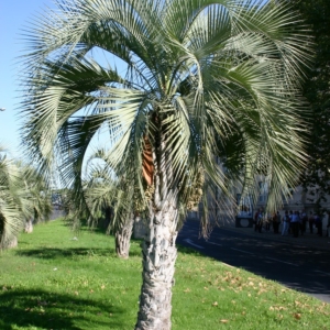 Pierre Olivier Albano Butia yatay 1