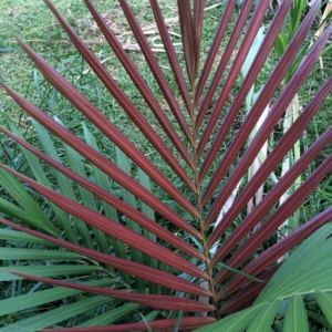 Pierre Olivier Albano Chambeyronia pyriformis red leaf