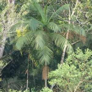 Pierre Olivier Albano Euterpe edulis 1