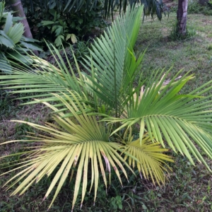 Pierre Olivier Albano Heterospathe uniformis