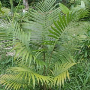 Pierre Olivier Albano Heterospather woodfornia 2