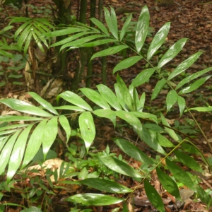 Pierre-Olivier Albano Laccosperma laeve 2