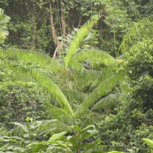Pierre-Olivier Albano Laccosperma secundiflorum
