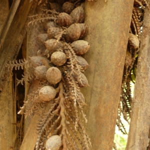 Pierre-Olivier Albano Raphia regalis fruit