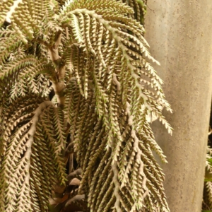 Pierre-Olivier Albano Raphia regalis inflorescence