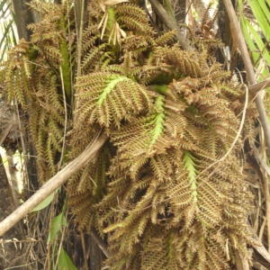Pierre-Olivier Albano Raphia zamiana inflorescence
