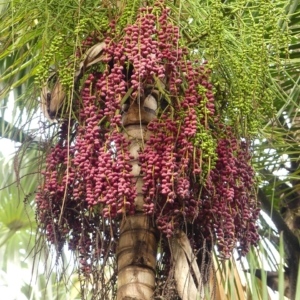 Pierre Olivier Albano Rhopaloblaste augusta fruit
