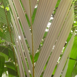 Pierre-Olivier Albano Sclerosperma mannii 1