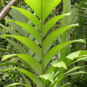 Pierre-Olivier Albano Sclerosperma mannii 3