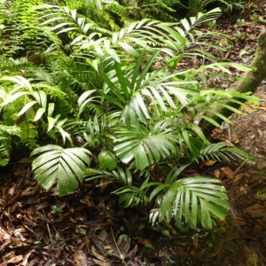 Pierre-Sclerosperma walkeri