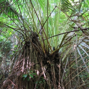Pierre Olivier Albano Vonitra fibrosa 1