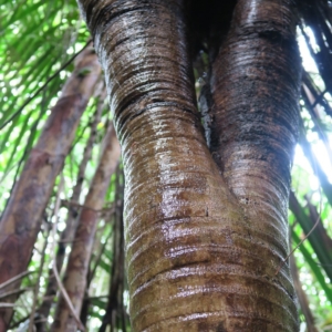 Pierre Olivier Albano Vonitra fibrosa trunk