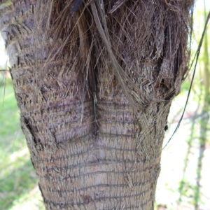 Pierre Olivier Albano Vonitra utilis trunk