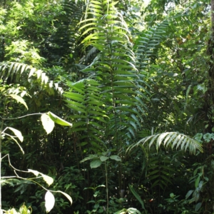 Pierre Olivier Albano Welfia regia