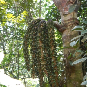 Pierre Olivier Albano Welfia regia fruit
