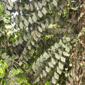 Pierre-Olivier Albano Eremospatha wendlandiana