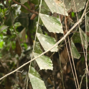 Pierre-Olivier Albano Eremospatha wendlandiana 1