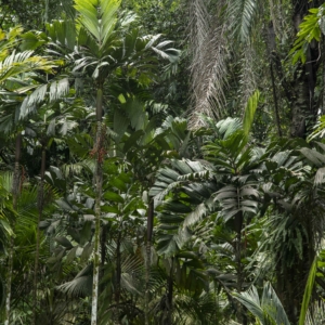Pinanga bicolana in Makiling , Philippines