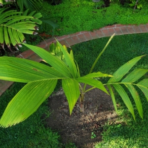 Pinanga javana