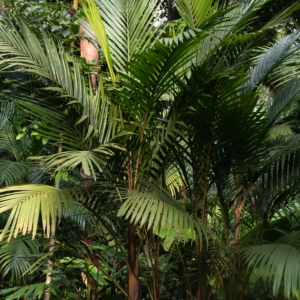 Pinanga malaiana
