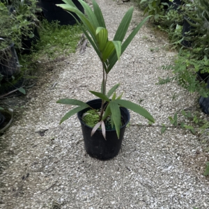 Rare Palm Ranch Veitchia arecina 2