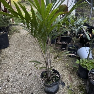 Rare Palm Ranch Veitchia arecina