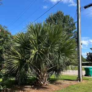 Sabal brazoriensis 2