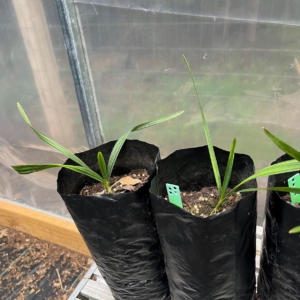 Sabal King Sabal x brazoriensis seedling