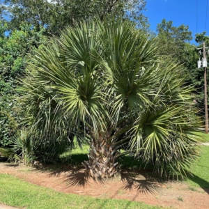 Sabal King Sabal brazoriensis 1