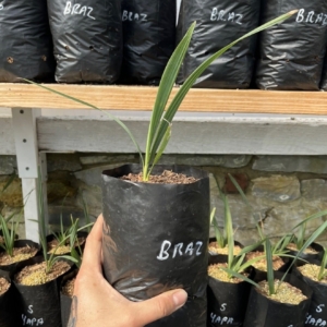 Teddy Buchanen Sabal x brazoriensis