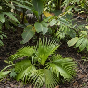 Saribus tothur at Singapore Botanic Gardens