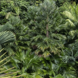 Saribus rotundifolius