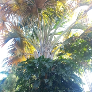 Maybe Copernicia prunifera?