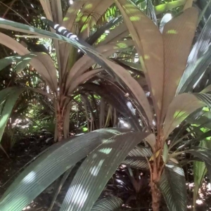 David Parker Sommieria leucophylla