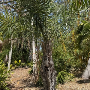 Rare Palm Ranch Syagrus coronata