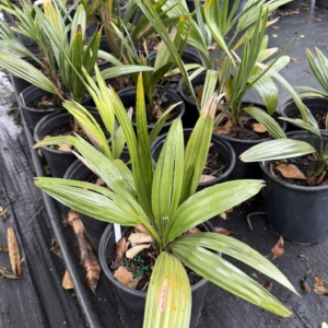 TJ Thomas Copernicia alba 1 gallon