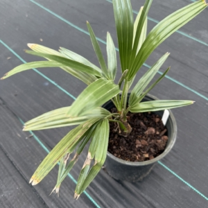 TJ Thomas Copernicia alba 1 gallon 4