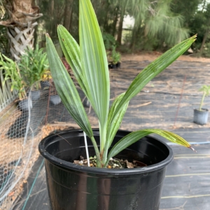 TJ Thomas Everglades Palm 1 gallon