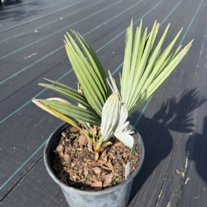 TJ Thomas Everglades Palm 3 gallon